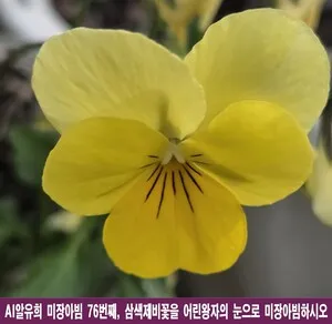 삼색제비꽃, 어린왕자의 시선으로 우주 비밀을 품다
