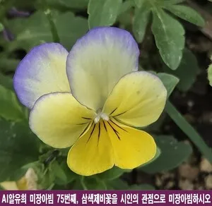 꽃잎 속 빅뱅과 인간의 영혼, 삼색제비꽃의 미장아빔 시학