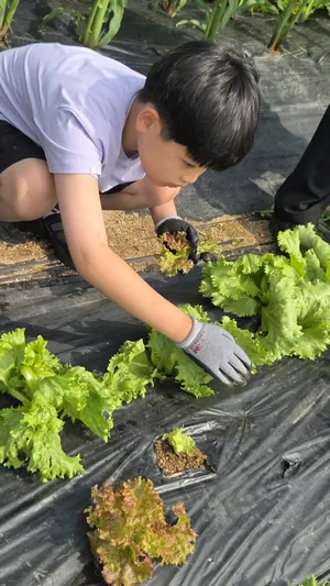 북일초, 텃밭에서 수확한 사랑 나눈 ‘사제동행 삼겹살 파티’ 개최