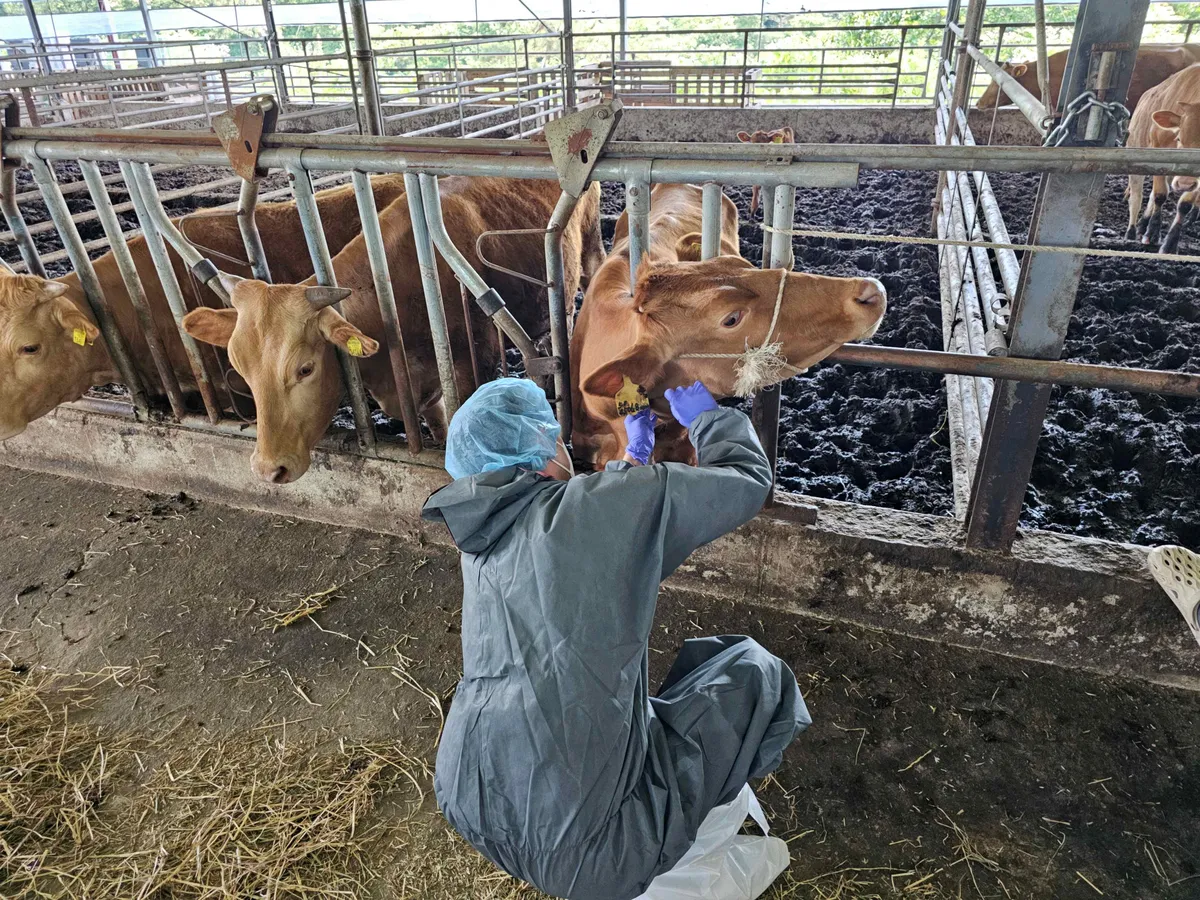 전남광주특별시, 487개 농가 대상 하반기 구제역 백신 항체검사