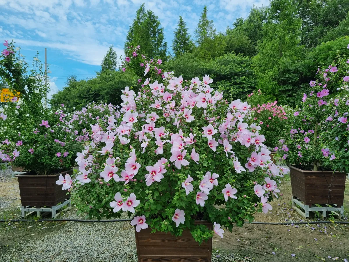전남광주 통합기념 450점 무궁화, 산들꽃정원에 활짝