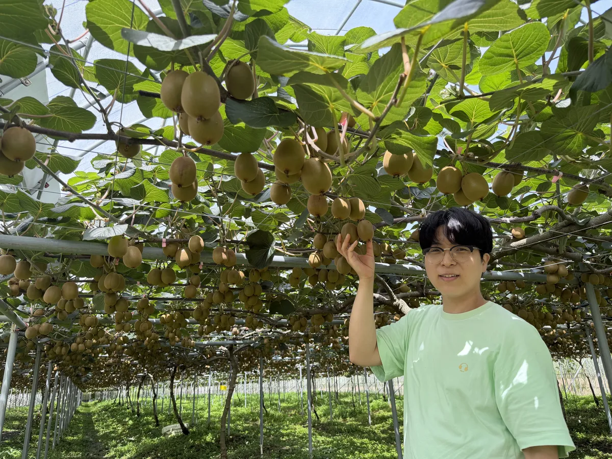 보성 무농약 참다래, 8월 전남광주 친환경농산물로 선정