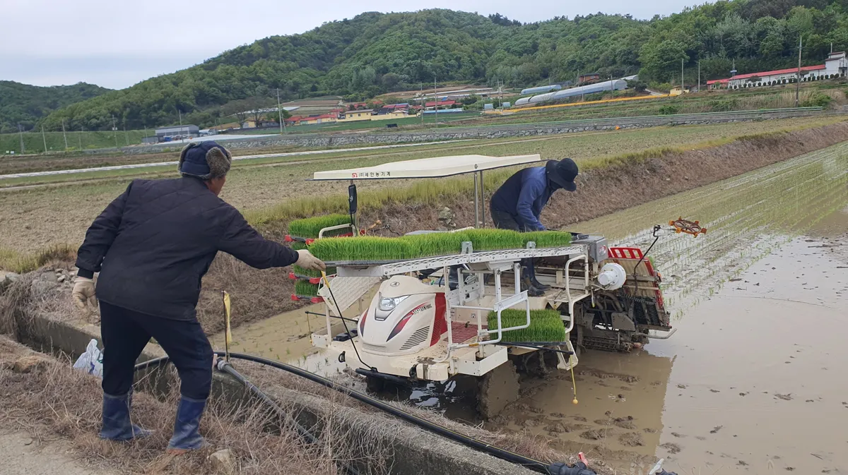 진도군, 조생종 벼 첫 모내기… 추석 명절 전 고품질 햅쌀 출하