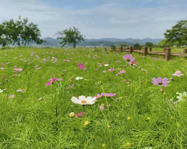 식영정 초록 잔디 위 피어난 분홍빛 코스모스, 시선을 사로잡다