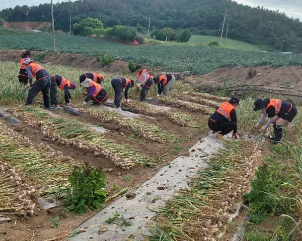 무안군 해제면 의용소방대, 영농철 맞아 농촌 일손돕기 봉사