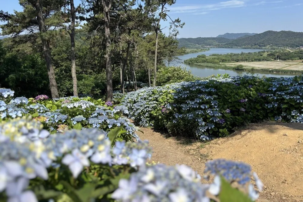 동강면 1.1km 수국 물결…한반도지형 배경으로 ‘사진 명소’