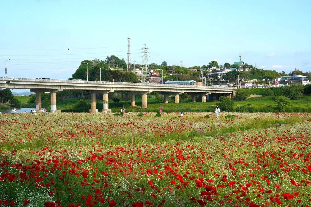 나주 영산강 물든 ‘꽃양귀비’와 축제의 향연