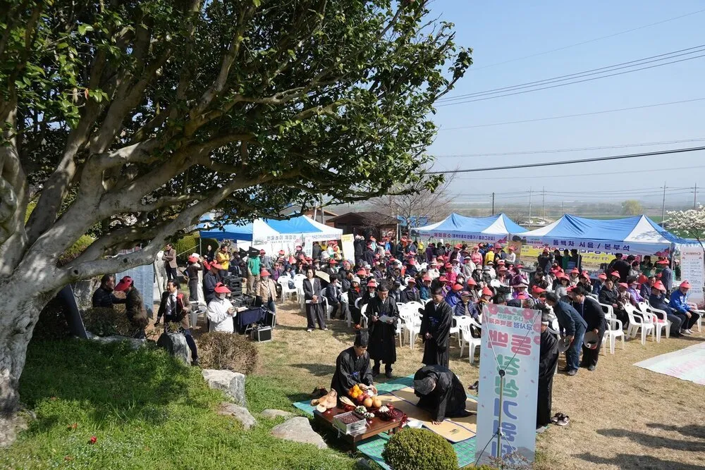 500년 동백 아래 봄을 나누다…왕곡면 금사정 동백축제 성황 - 문화 | 코리아NEWS