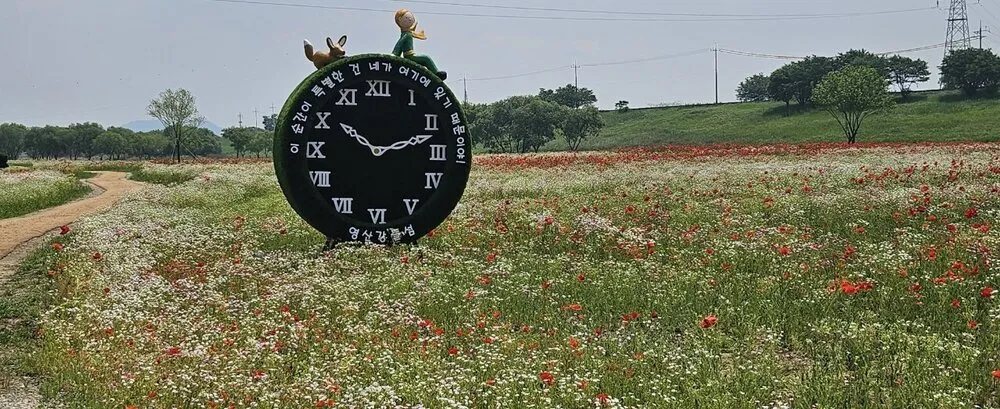 영산강 붉은 꽃물결 시네마틱…나주, 대규모 꽃양귀비 단지 조성