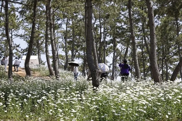 신안 장산도 ‘섬 샤스타데이지 축제’, 봄꽃 향기 속 개막