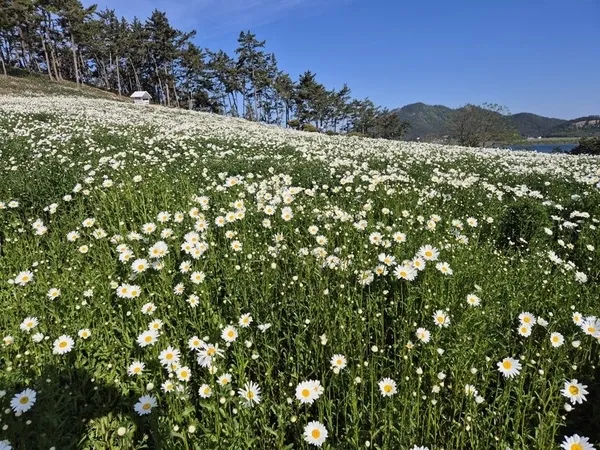 신안 장산도, 5월 순백의 물결.. ‘섬 샤스타데이지 축제’ 개막