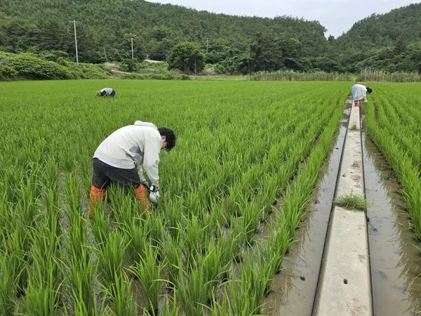 신안군, 여름철 벼 병해충 선제 대응 총력..7월 22일부터 중점 방제