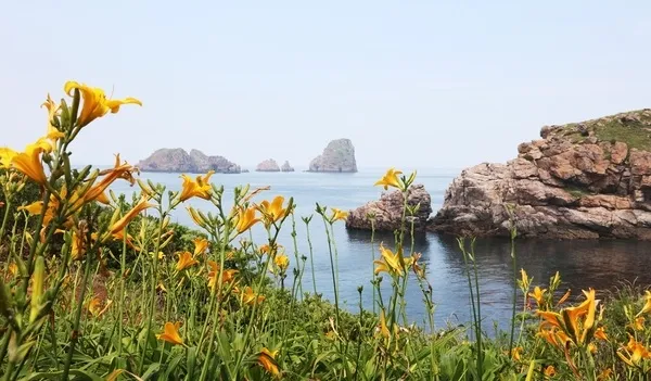 홍도의 여름, 노랗게 물들다… '푸른바다와 붉은섬의 황금빛 반전매력'