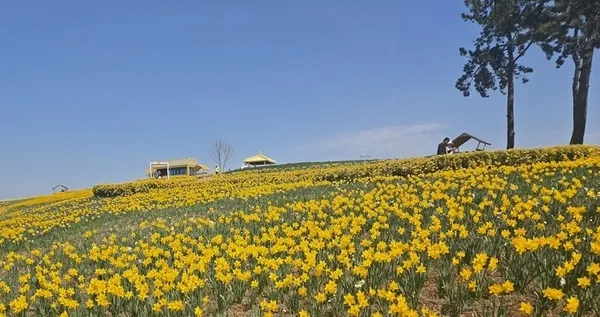 신안 선도 ‘섬 수선화 축제’, 이번 주말로 절정…1,004만 송이 황금빛 물결 - 문화 | 코리아NEWS