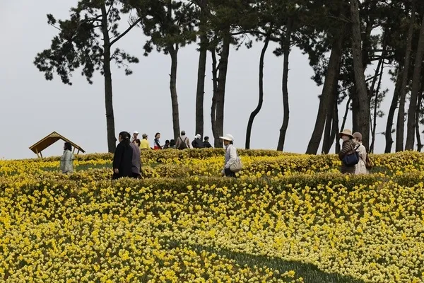 신안 선도 ‘섬 수선화 축제’ 개막, 봄 여행 붐업