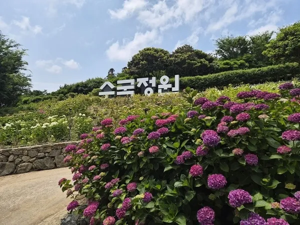 신안 도초도, 100만본 수국으로 꽃 피우는 ‘2026 섬 수국축제’ 개막
