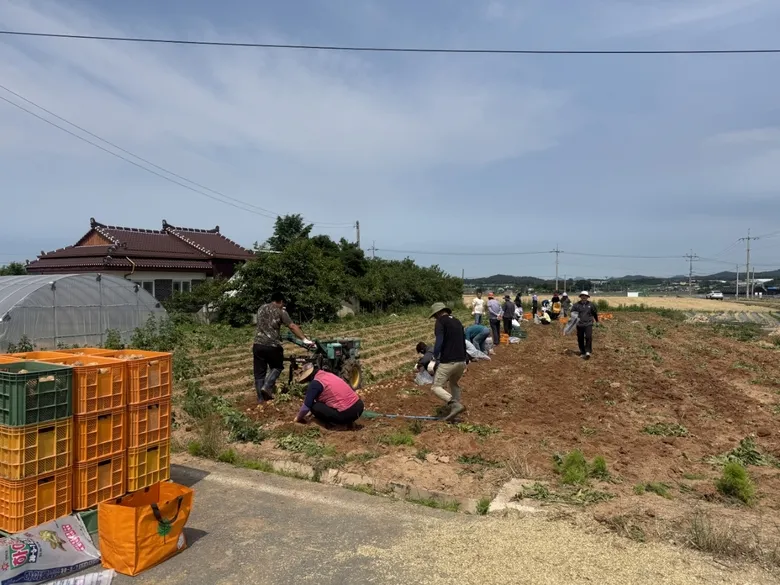 미암면, 고령농가 일손 걱정 덜었다…감자 수확 도우기