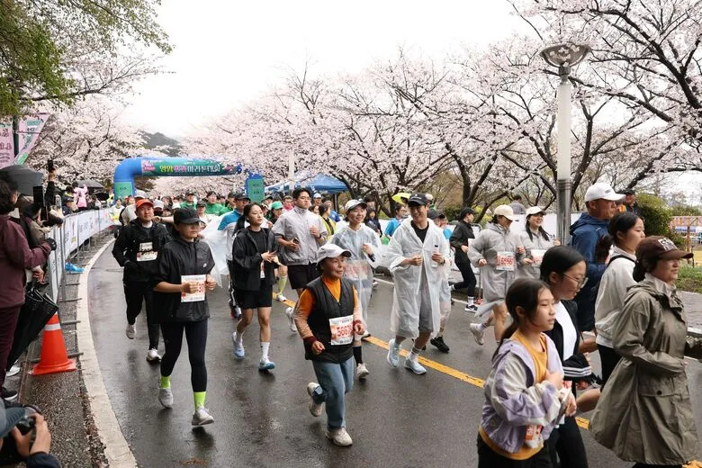 영암군, 왕인문화축제 개막… 벚꽃 만개한 왕인박사유적지 봄 열어