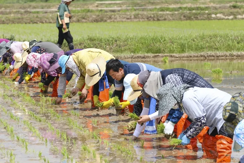 영암군, 우리 농업의 소중함 되새기는 손모내기 행사 성황리 개최