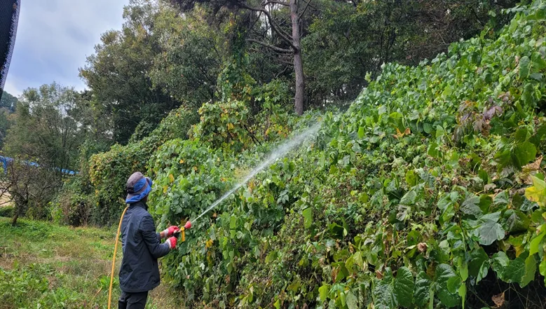 영암군, 여름철 산림 훼손 막는다…칡덩굴 450ha 집중 제거