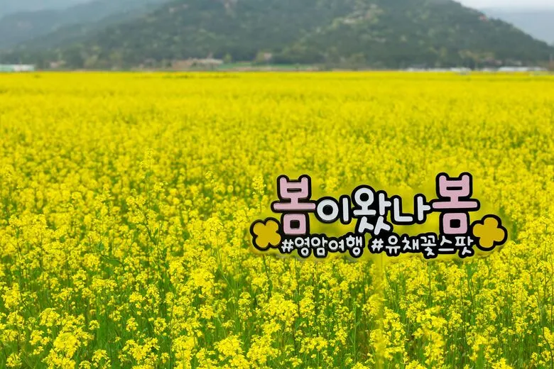 영암군, 유채꽃 속 봄 날아오른다…꽃다발·포토카드 체험 운영