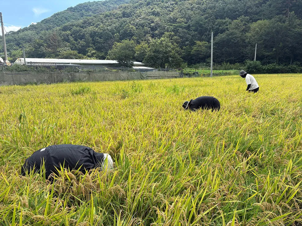 여수시, 가을철 벼멸구 '요방제 밀도' 달성…수확기 피해 우려 - 경제 | 코리아NEWS