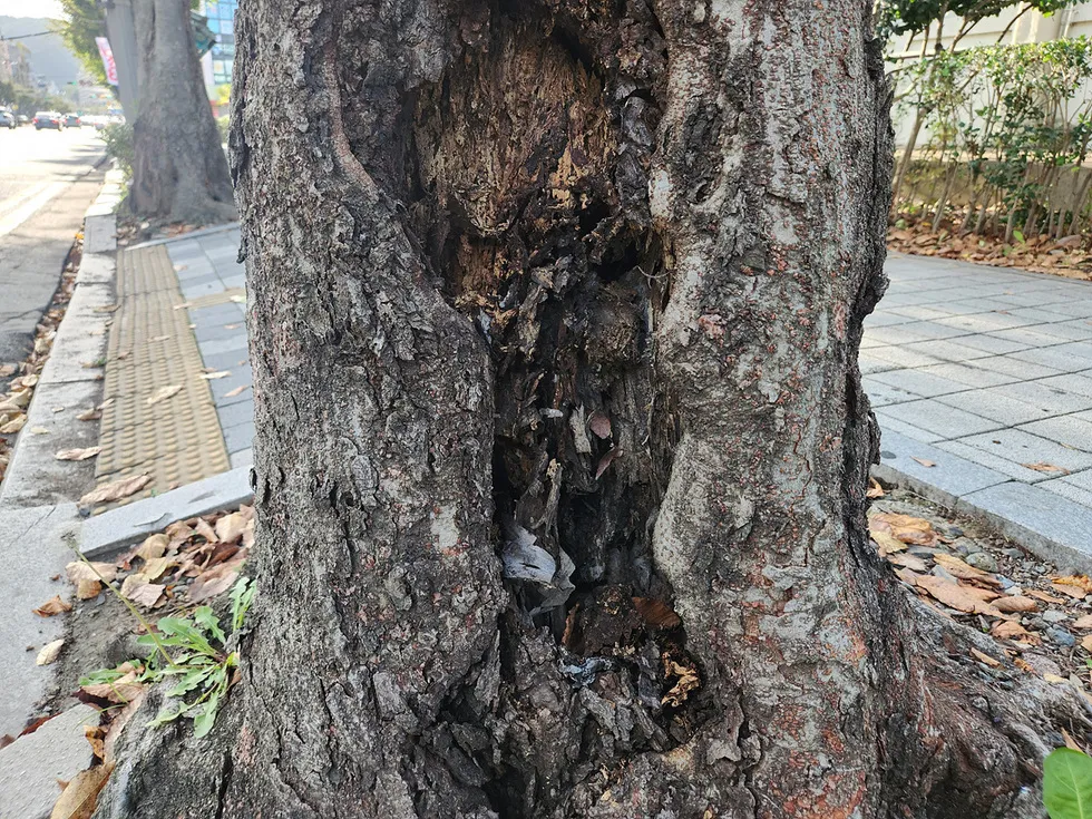 여수시, 위험 느티나무 9주 선제 제거… 시민 안전 '확보'