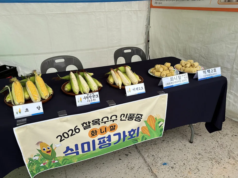 여수 신품종 '화니찰', 시민 식미평가서 압도적 선호도 확인
