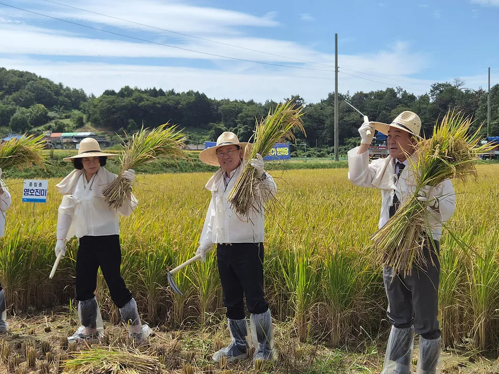 여수시, 벼농사 평가 한마당...10a당 500kg 풍년 전망